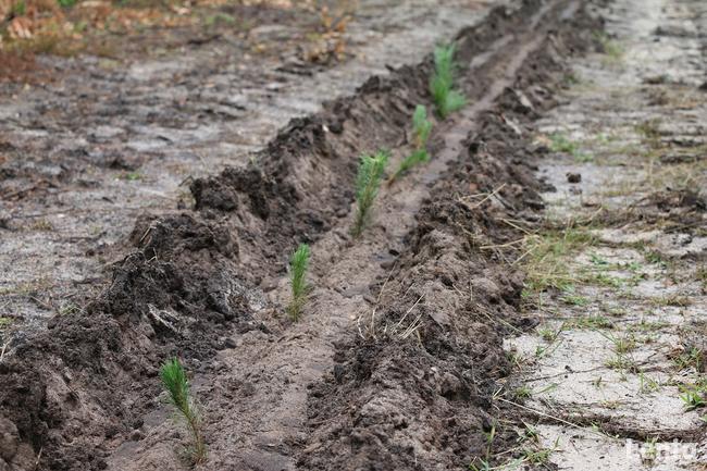Wynajem - sadzarka leśna do drzewek SZ rowkowa łapkowa
