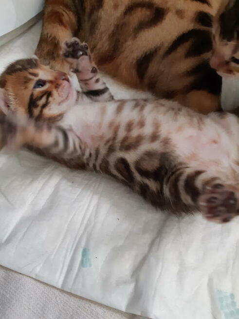 Bengalski kot - są kocięta Hodowla Felicity Cats*PL
