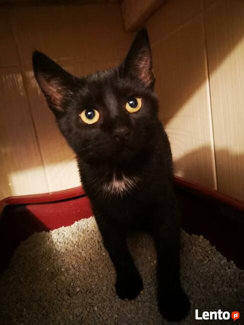 Maluszek Orientalny szuka swojej rodziny