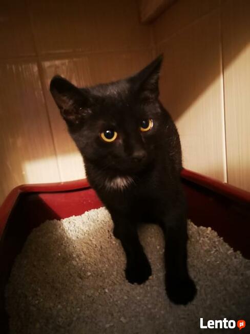 Maluszek Orientalny szuka swojej rodziny