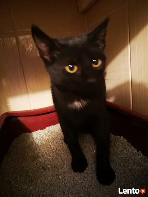 Maluszek Orientalny szuka swojej rodziny