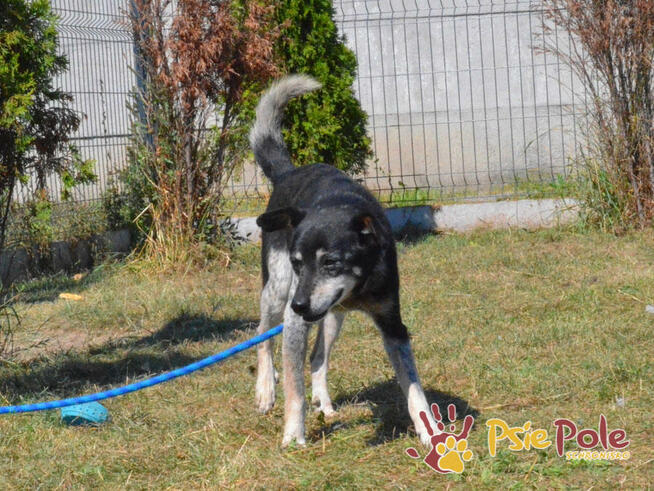 HAZARDZIK-spokojniutki staruszek o złotym sercu szuka kochaj