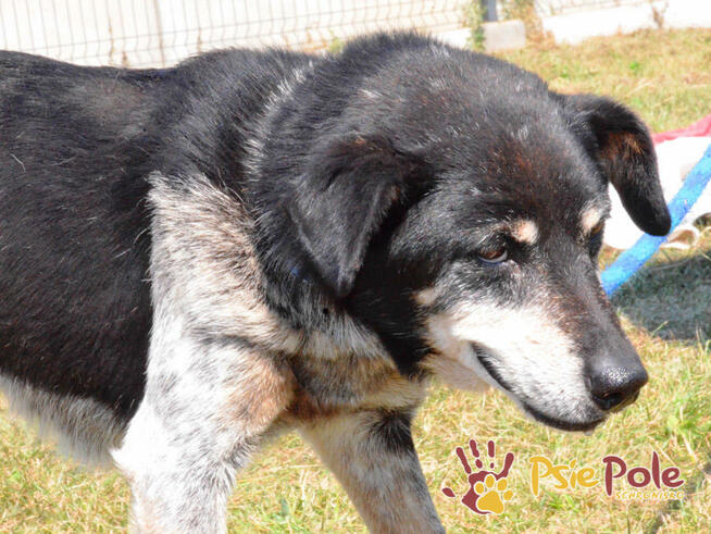 HAZARDZIK-spokojniutki staruszek o złotym sercu szuka kochaj