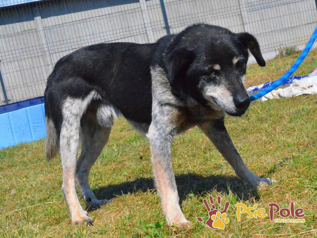 HAZARDZIK-spokojniutki staruszek o złotym sercu szuka kochaj