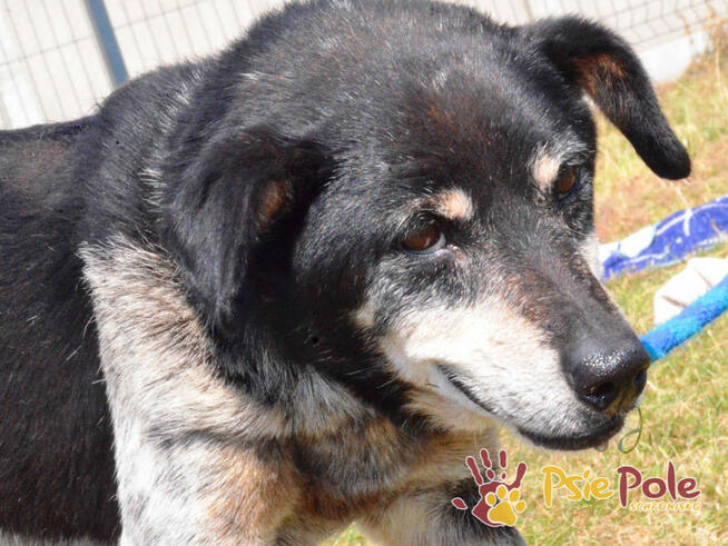 HAZARDZIK-spokojniutki staruszek o złotym sercu szuka kochaj