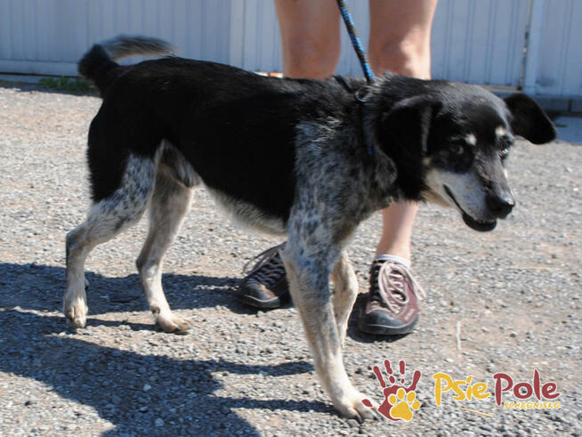 HAZARDZIK-spokojniutki staruszek o złotym sercu szuka kochaj