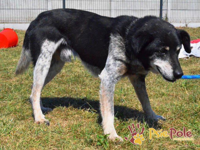 HAZARDZIK-spokojniutki staruszek o złotym sercu szuka kochaj