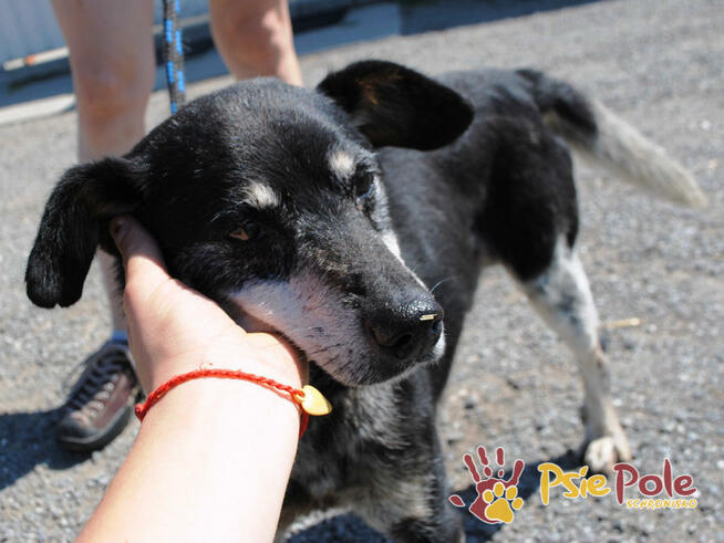 HAZARDZIK-spokojniutki staruszek o złotym sercu szuka kochaj