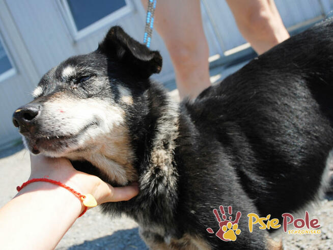 HAZARDZIK-spokojniutki staruszek o złotym sercu szuka kochaj