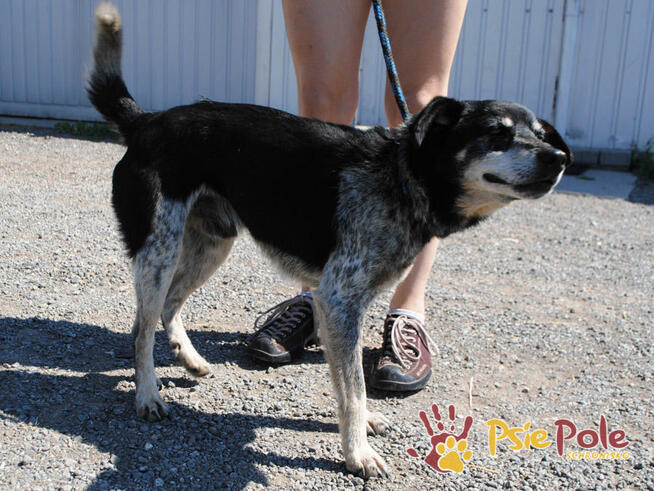 HAZARDZIK-spokojniutki staruszek o złotym sercu szuka kochaj