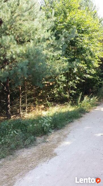 Sprzedam działki leśne