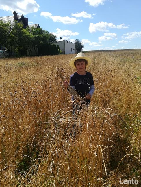 orkisz 30kg w łusce, mąka, ziarno siew