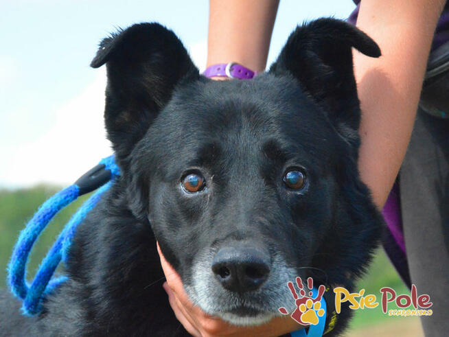 TYTANEK-wspaniały, super miły, duży czarny psiak-szukamy DOM