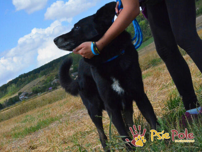 TYTANEK-wspaniały, super miły, duży czarny psiak-szukamy DOM