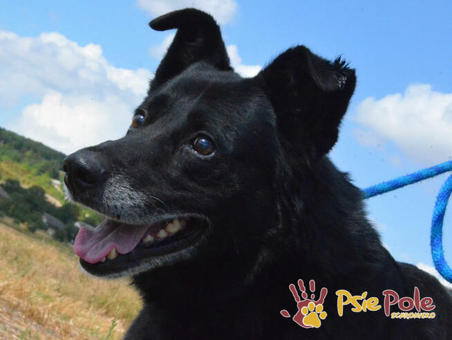 TYTANEK-wspaniały, super miły, duży czarny psiak-szukamy DOM