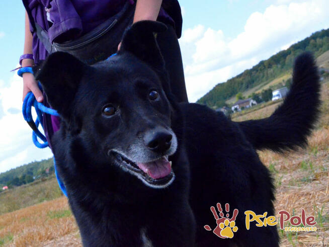 TYTANEK-wspaniały, super miły, duży czarny psiak-szukamy DOM