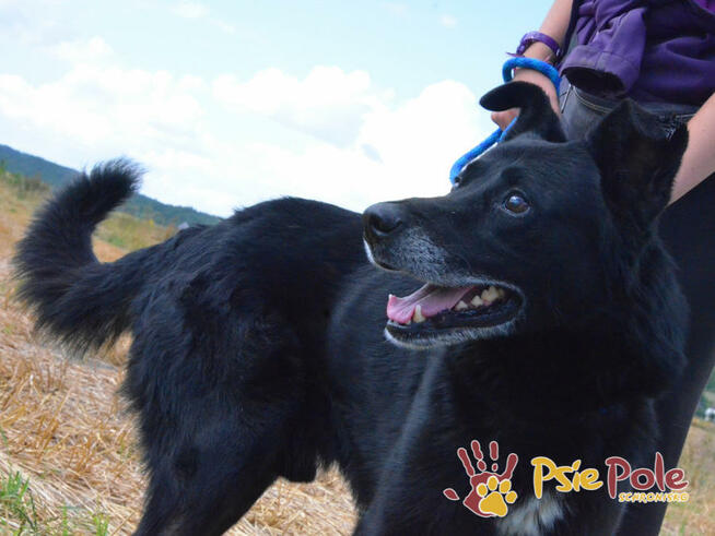 TYTANEK-wspaniały, super miły, duży czarny psiak-szukamy DOM