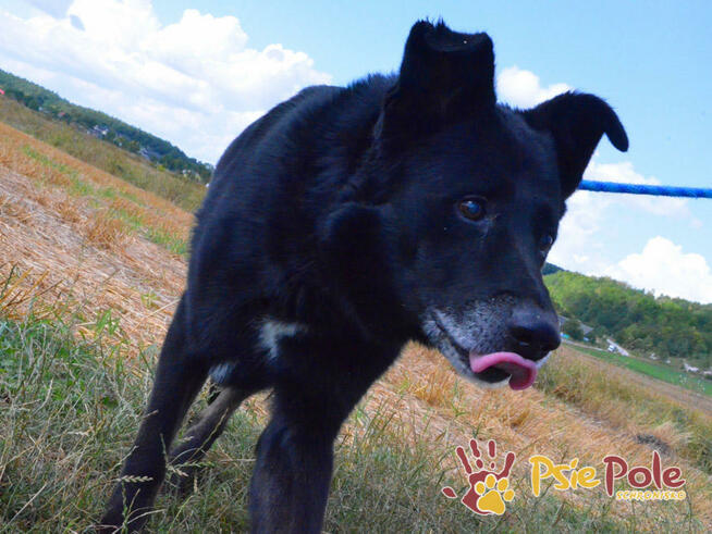 TYTANEK-wspaniały, super miły, duży czarny psiak-szukamy DOM