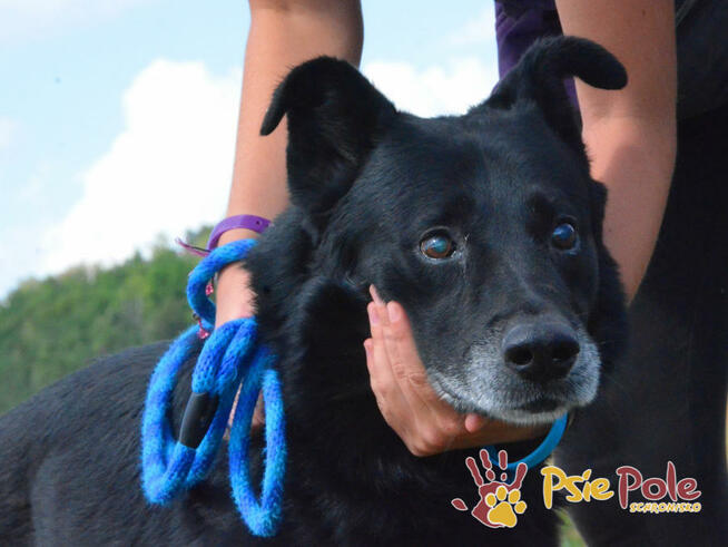 TYTANEK-wspaniały, super miły, duży czarny psiak-szukamy DOM