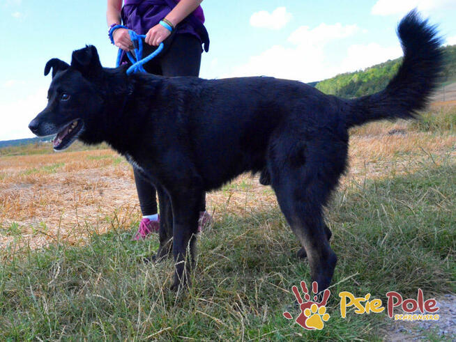 TYTANEK-wspaniały, super miły, duży czarny psiak-szukamy DOM