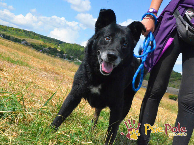 TYTANEK-wspaniały, super miły, duży czarny psiak-szukamy DOM