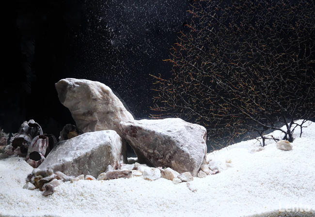 Pink Stone - różowy kamień do akwarium 1 KG