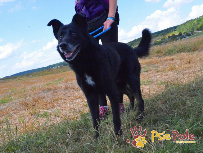 TYTANEK-wspaniały, super miły, duży czarny psiak-szukamy DOM