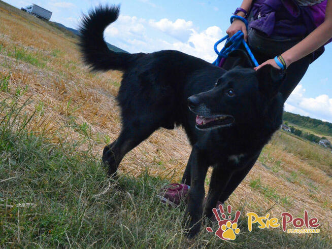 TYTANEK-wspaniały, super miły, duży czarny psiak-szukamy DOM