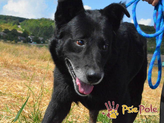 TYTANEK-wspaniały, super miły, duży czarny psiak-szukamy DOM