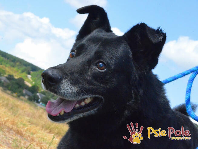 TYTANEK-wspaniały, super miły, duży czarny psiak-szukamy DOM