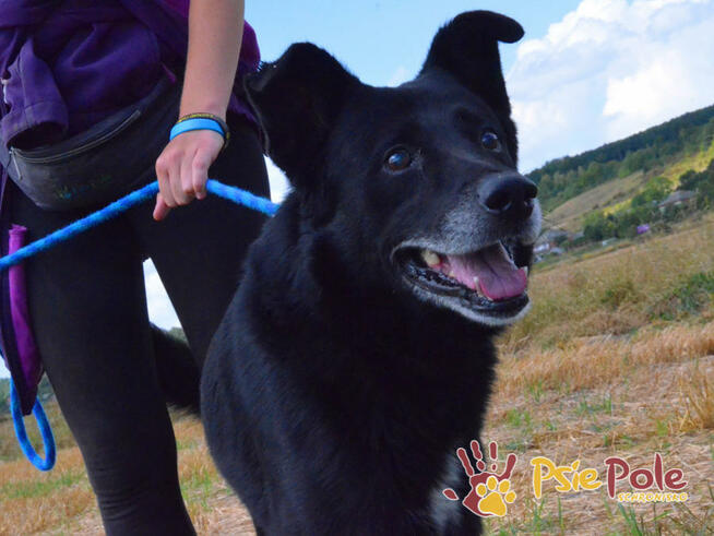 TYTANEK-wspaniały, super miły, duży czarny psiak-szukamy DOM