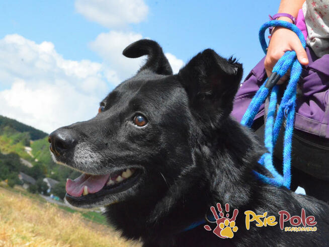 TYTANEK-wspaniały, super miły, duży czarny psiak-szukamy DOM