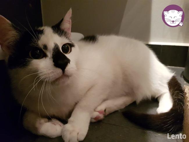 Bryzio - piękny kocurek