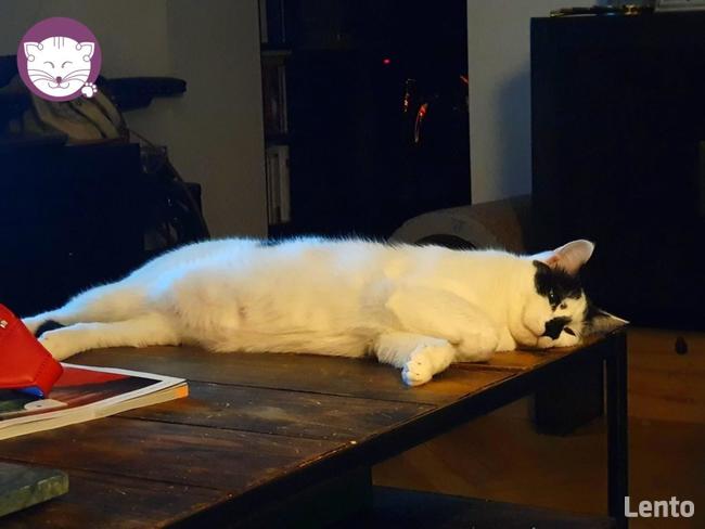 Bryzio - piękny kocurek