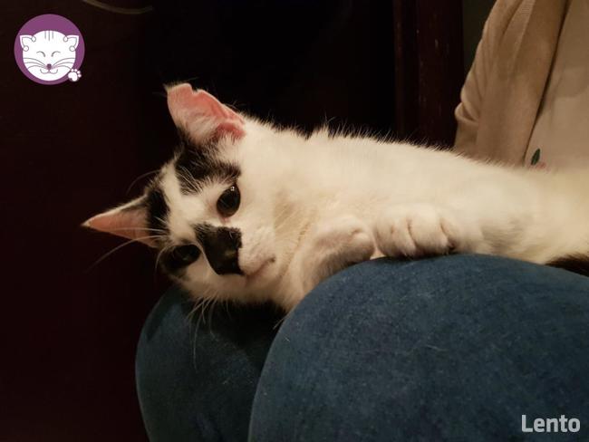 Bryzio - piękny kocurek