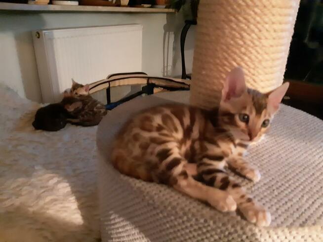 Bengalski kot - są kocięta Hodowla Felicity Cats*PL