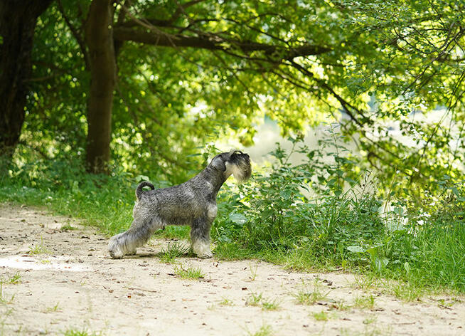 SZNAUCER MINITUROWY P&S REPRODUKTOR ZKwP (FCI)