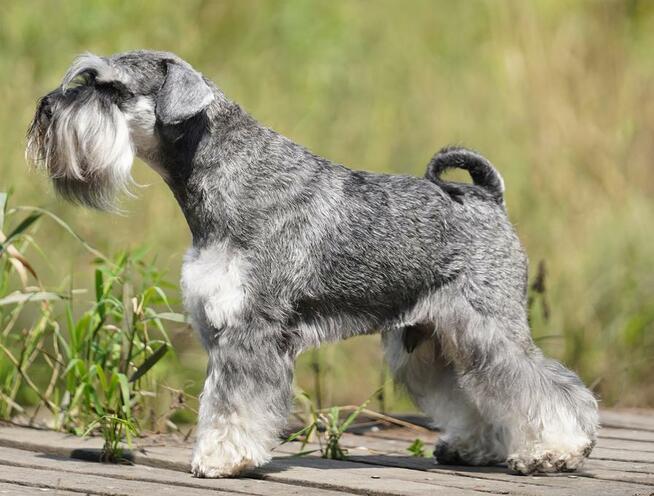 SZNAUCER MINITUROWY P&S REPRODUKTOR ZKwP (FCI)