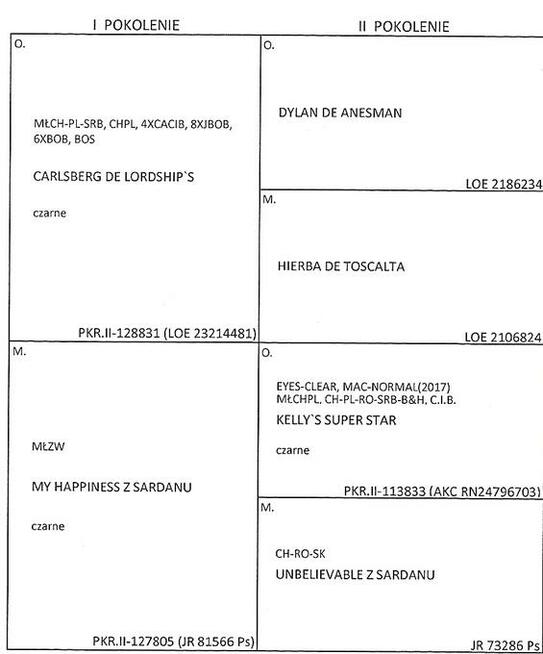 SZNAUCER MINITUROWY P&S REPRODUKTOR ZKwP (FCI)