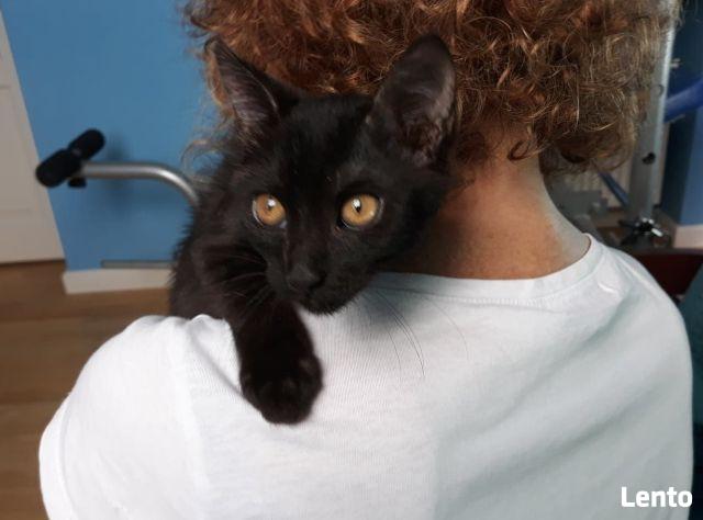 W dwupaku ,dwa rozrabiaki cudne do adopcji