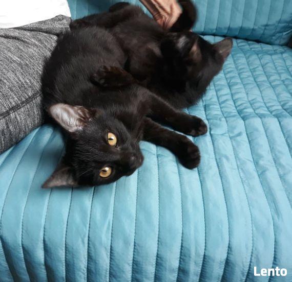 W dwupaku ,dwa rozrabiaki cudne do adopcji