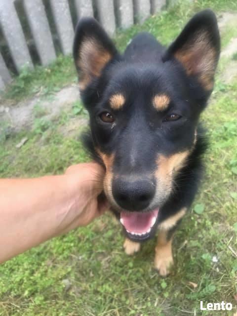 Yogi 1,5 roczny nieduży piesek do adopcji Monika Bog.