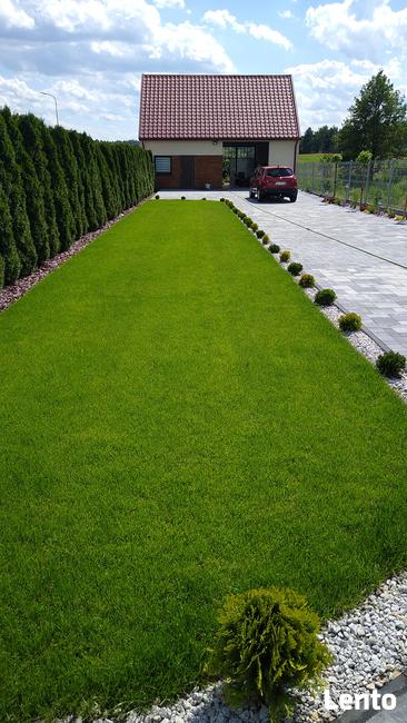 Trawniki z rolki Kielce od 12 do 60 zł m Nawadnianie ogrodów