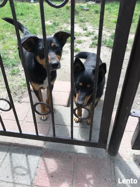 Yogi 1,5 roczny nieduży piesek do adopcji Monika Bog.