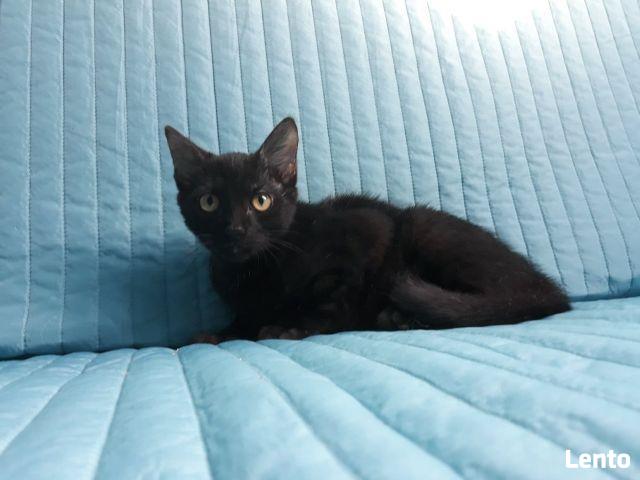 W dwupaku ,dwa rozrabiaki cudne do adopcji