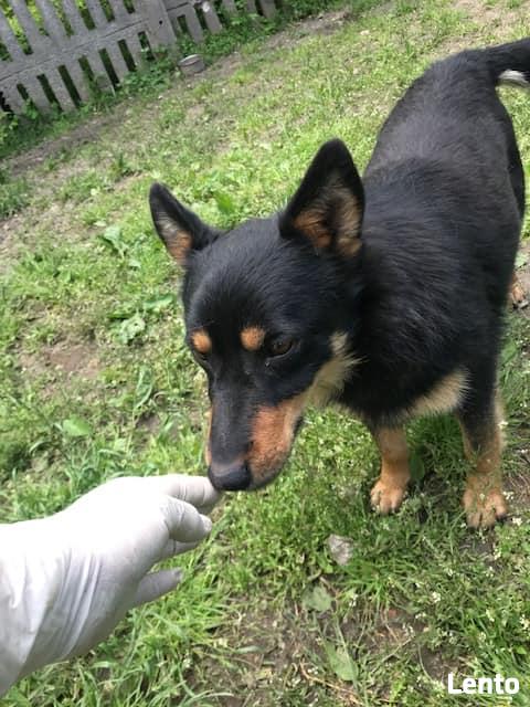 Yogi 1,5 roczny nieduży piesek do adopcji Monika Bog.