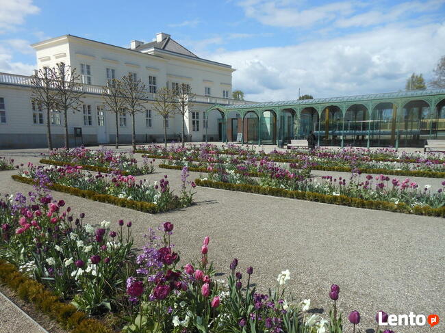 HOLANDIA 22-26.04.2026 Wiatraki Sery Rowery 5 dni atrakcji