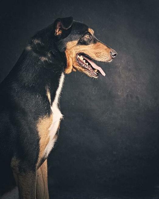 Cudowny i mądry Afgan poleca się do adopcji! Pokochaj!