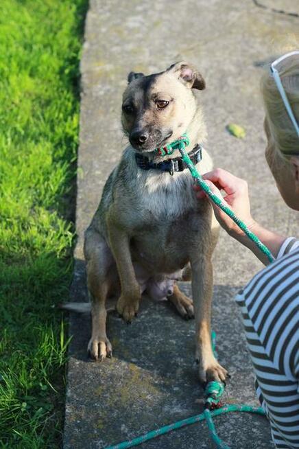 Figa została znaleziona na gruzowisku! Zaufała! Adoptuj!