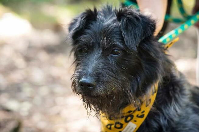 Puzon codziennie prosi o dom! Adoptuj!